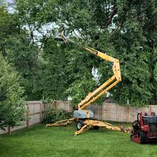 Best Lawn Disease Treatment  in Shandon, CA