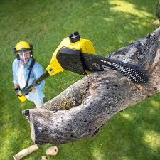 Best Root Management and Removal  in Shandon, CA