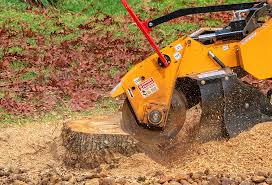 Best Fruit Tree Pruning  in Shandon, CA