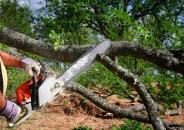 Best Tree Preservation Services  in Shandon, CA