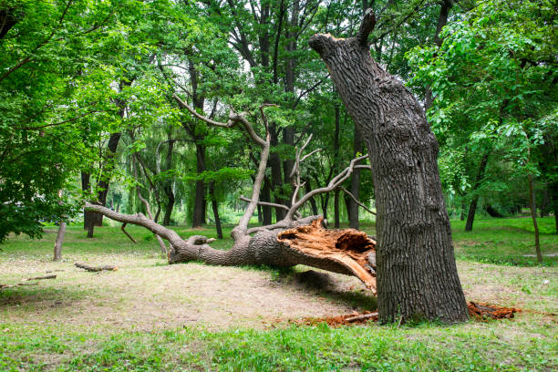 Best Tree Trimming and Pruning  in Shandon, CA