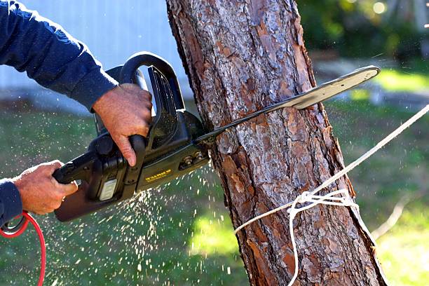 Best Tree Maintenance Programs  in Shandon, CA