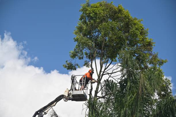 Best Tree Risk Assessment  in Shandon, CA