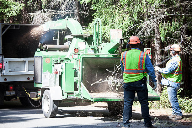 Best Hazardous Tree Removal  in Shandon, CA