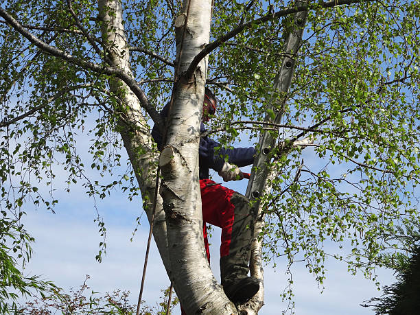 How Our Tree Care Process Works  in  Shandon, CA
