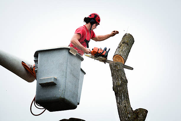Professional Tree Care in Shandon, CA
