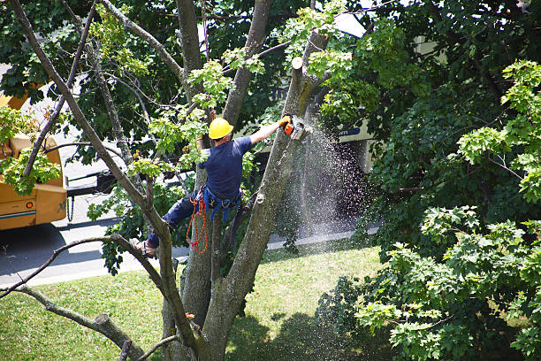 Best Lawn Maintenance Plans  in Shandon, CA