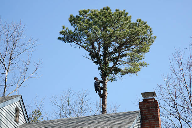  Shandon, CA Tree Care Pros
