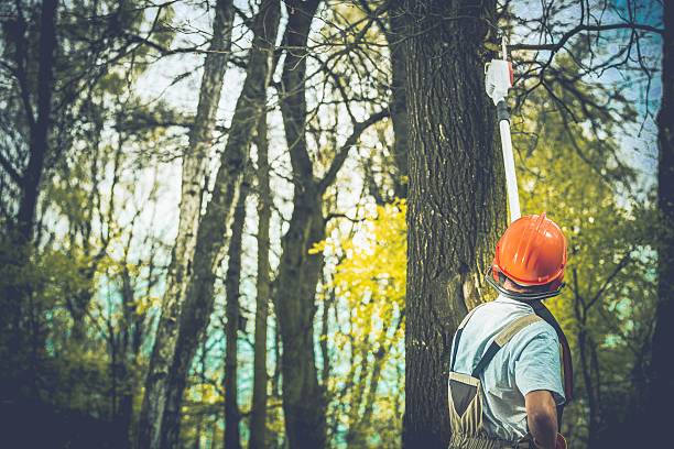 Best Tree Health Inspection  in Shandon, CA