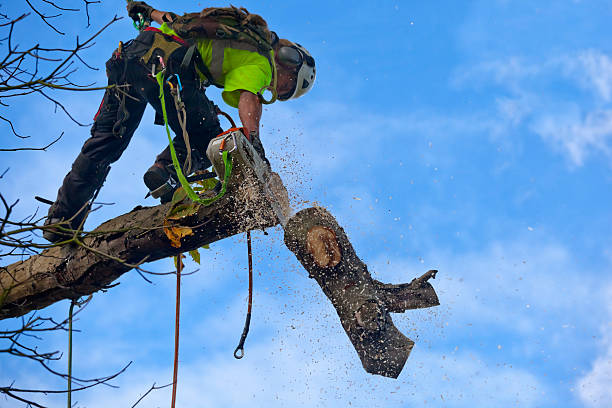 Best Soil Testing and Treatment  in Shandon, CA