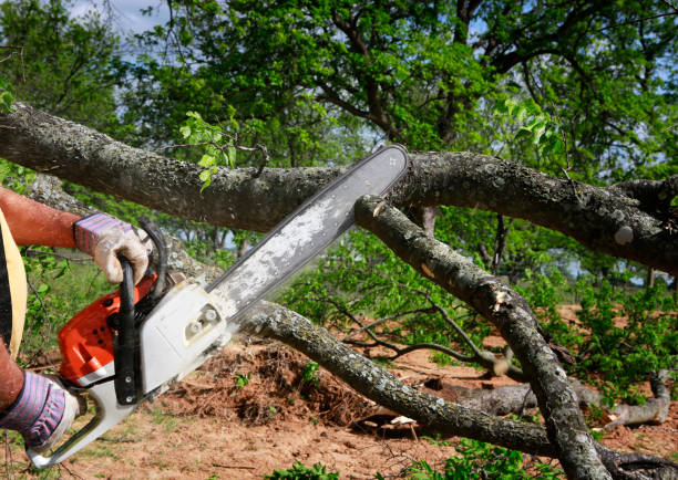 Best Storm Damage Tree Cleanup  in Shandon, CA